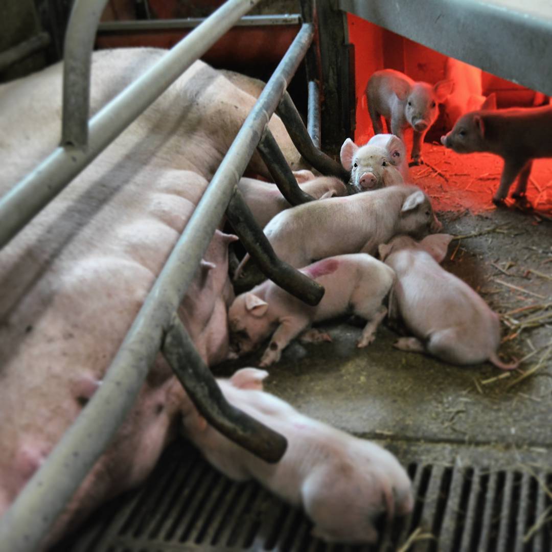 My dear Nikon now smells of pig farm. The reason for that is that I am started on a new project. The
